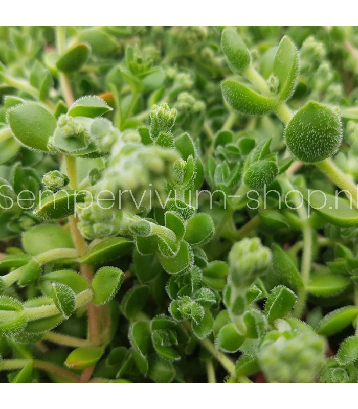 Sedum 'China Lips'