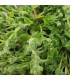 Sedum 'China Lips'