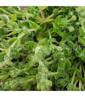 Sedum 'China Lips'