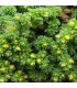Sedum "Green China'