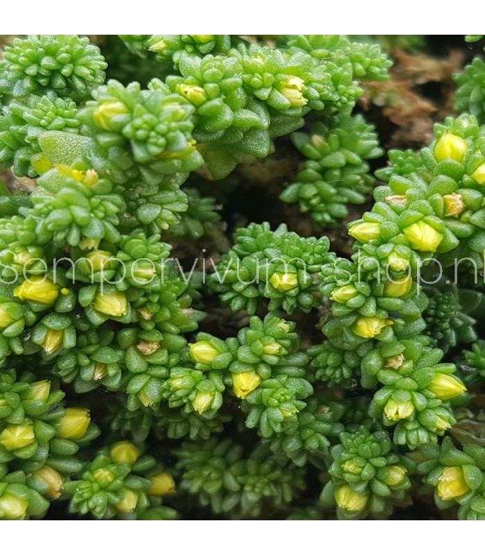 Sedum "Green China'