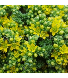 Sedum 'Green China'