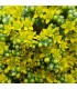 Sedum "Green China'