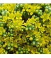 Sedum 'Green China'