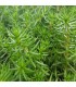Sedum douglasii 'British Columbia'