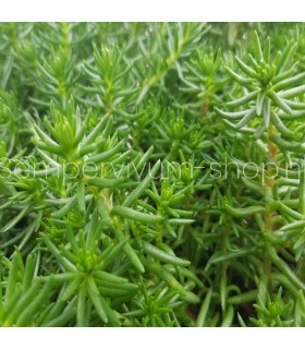 Sedum douglasii 'British Columbia'