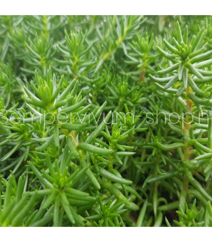 Sedum douglasii 'British Columbia'