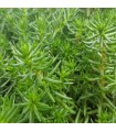 Sedum douglasii 'British Columbia'