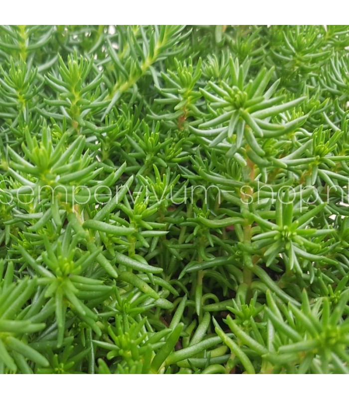 Sedum douglasii 'British Columbia'