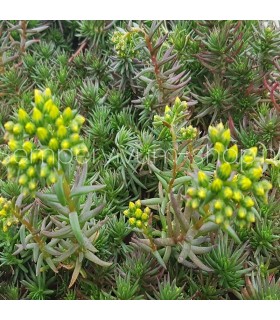 Sedum ochroleucum 'Martin Tversted'