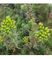 Sedum ochroleucum 'Martin Tversted'