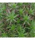 Sedum ochroleucum 'Martin Tversted'