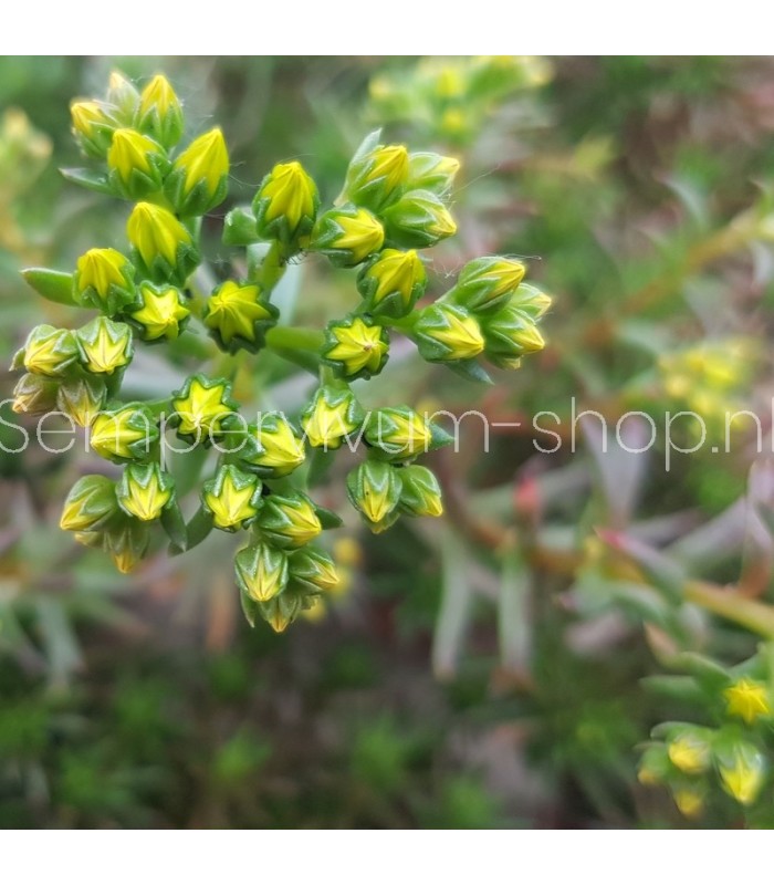 Sedum ochroleucum 'Martin Tversted'