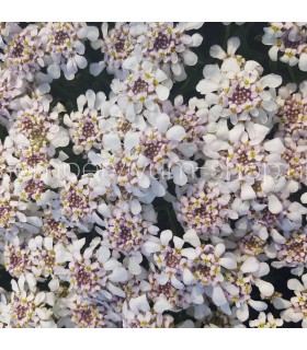 Iberis sempervirens 'Pink Ice'