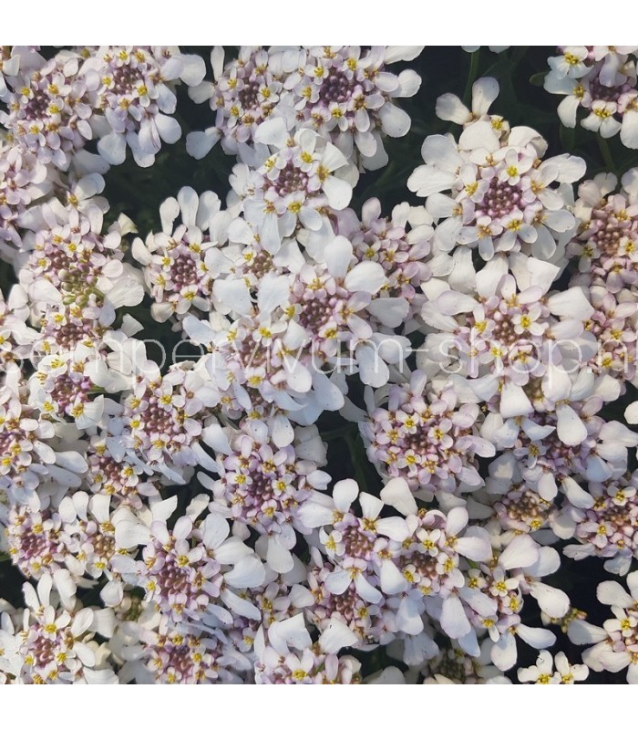 Iberis sempervirens 'Pink Ice'