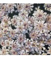 Iberis sempervirens 'Pink Ice'