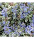 Ajuga tenorii 'Dixie Chip'