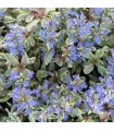 Ajuga tenorii 'Dixie Chip'