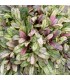 Ajuga tenorii 'Dixie Chip'
