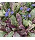 Ajuga tenorii 'Dixie Chip'