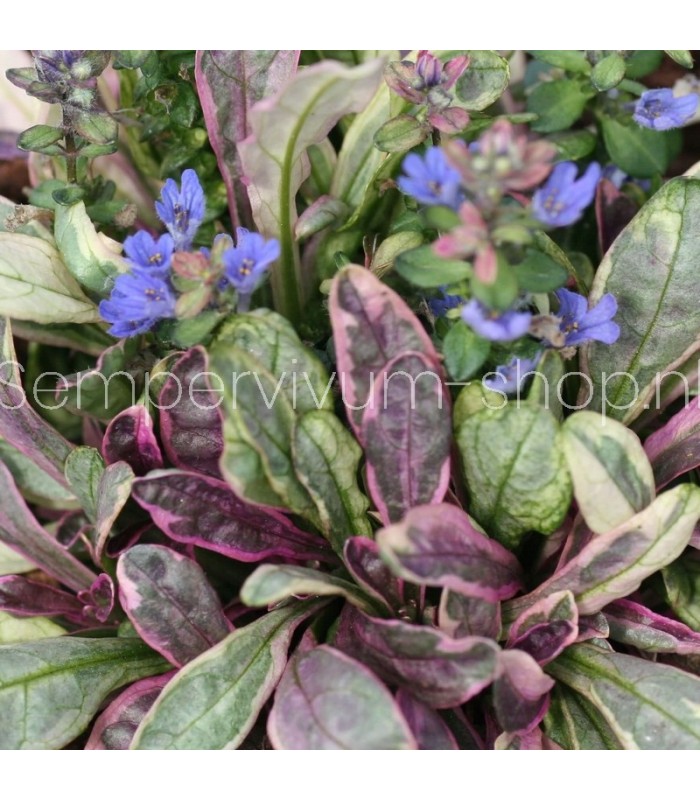 Ajuga tenorii 'Dixie Chip'