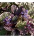 Ajuga reptans 'Burgundy Glow'