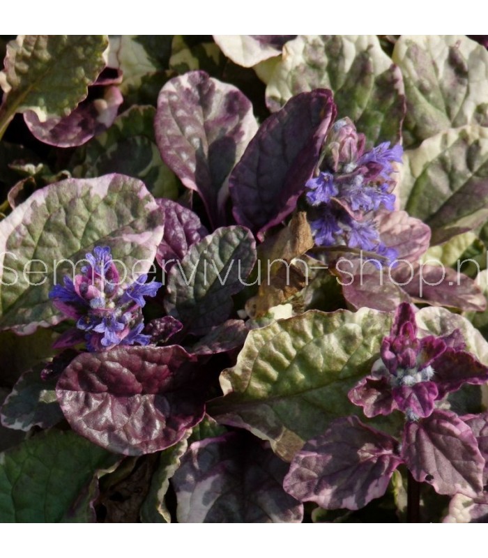Ajuga reptans 'Burgundy Glow'