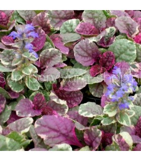 Ajuga reptans 'Burgundy Glow'