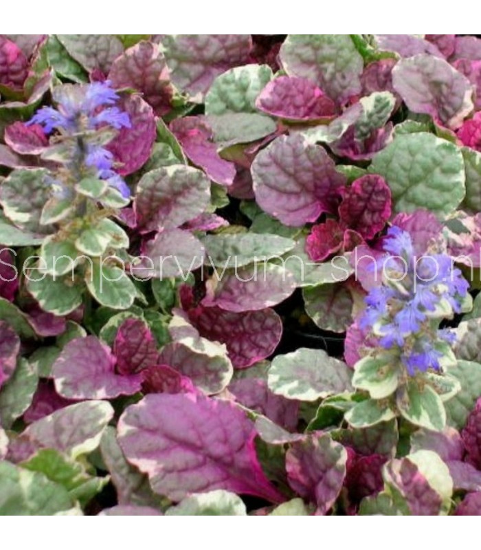 Ajuga reptans 'Burgundy Glow'