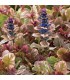 Ajuga reptans 'Burgundy Glow'