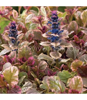 Ajuga reptans 'Burgundy Glow'