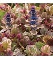 Ajuga reptans 'Burgundy Glow'