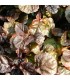 Ajuga reptans 'Chocolate Chip'