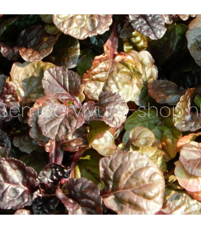 Ajuga reptans 'Chocolate Chip'