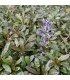 Ajuga reptans 'Chocolate Chip'