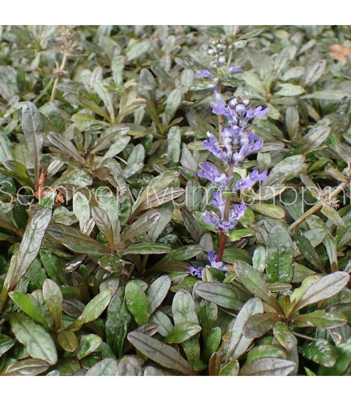 Ajuga reptans 'Chocolate Chip'