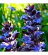 Ajuga reptans 'Chocolate Chip'