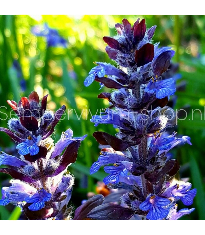 Ajuga reptans 'Chocolate Chip'