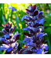 Ajuga reptans 'Chocolate Chip'