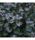 Ajuga reptans 'Black Scallop'