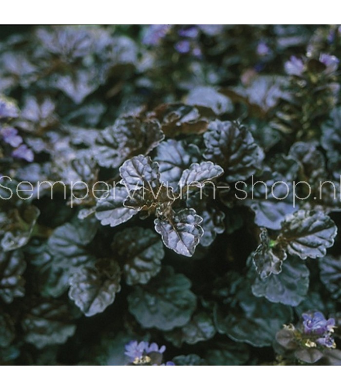 Ajuga reptans 'Black Scallop'