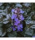 Ajuga reptans 'Black Scallop'