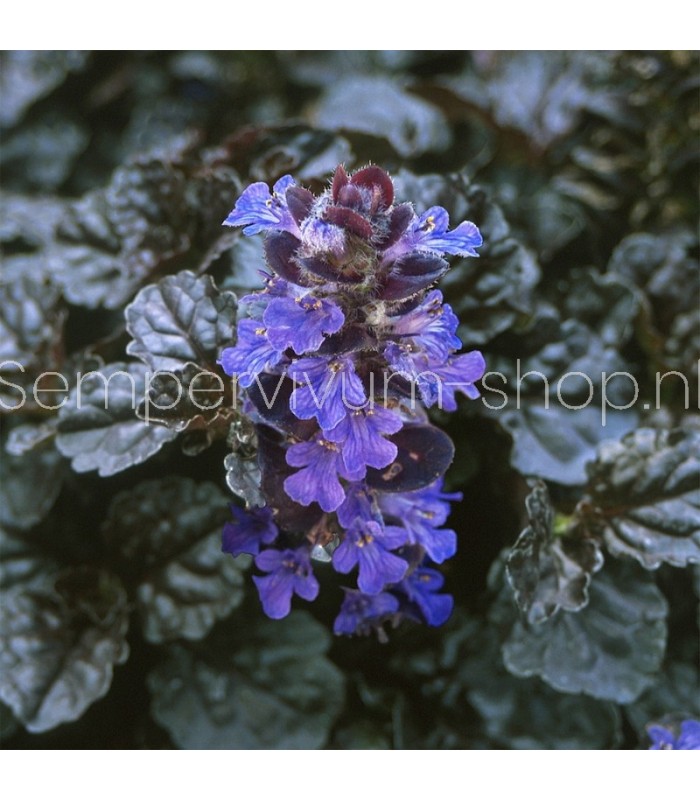 Ajuga reptans 'Black Scallop'