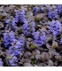 Ajuga reptans 'Black Scallop'