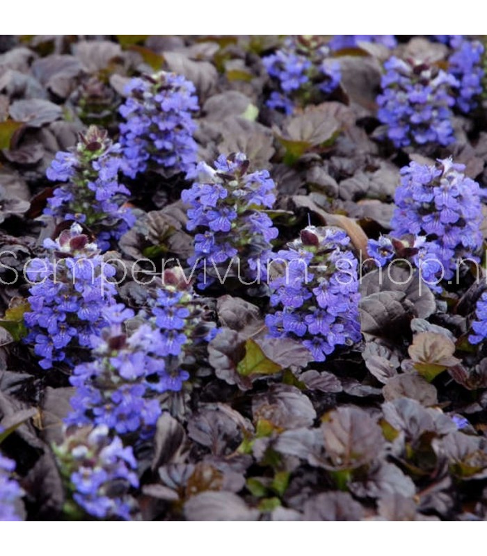 Ajuga reptans 'Black Scallop'