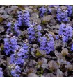 Ajuga reptans 'Black Scallop'