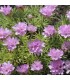 Armeria juniperifolia 'New Zealand Form'