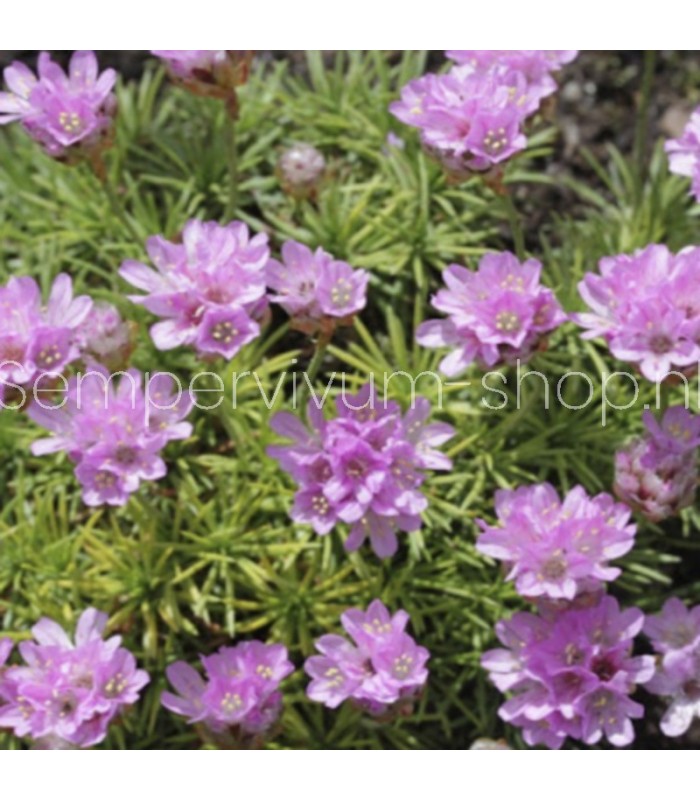 Armeria juniperifolia 'New Zealand Form'
