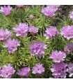 Armeria juniperifolia 'New Zealand Form'