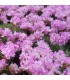 Armeria juniperifolia 'New Zealand Form'